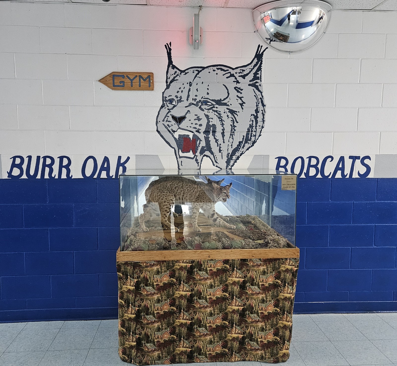 Bobcat