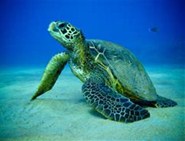 Sea Turtle photo
