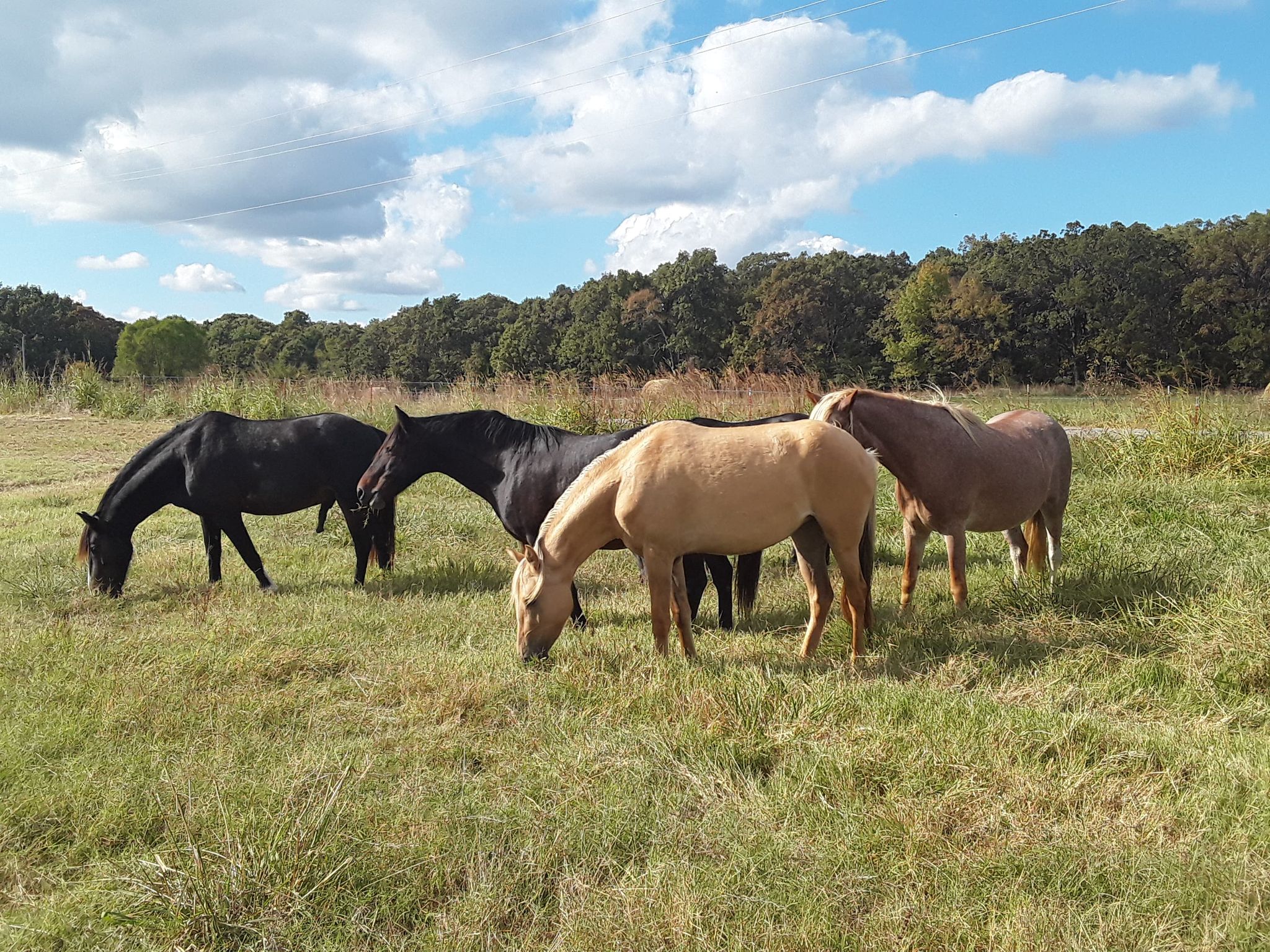 Horses eating grass