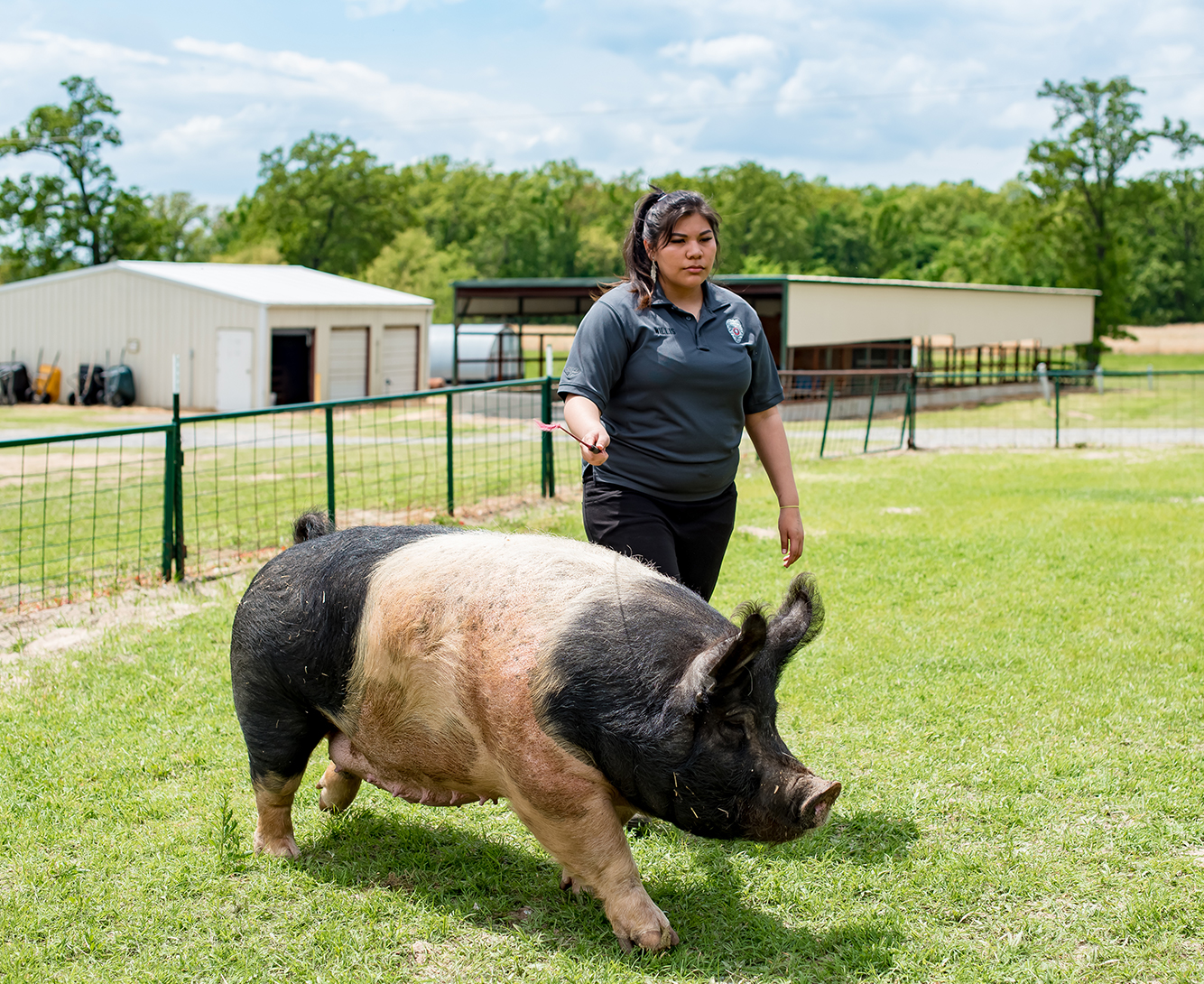 A student and a pig