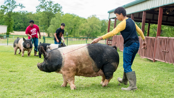 Students and their pigs