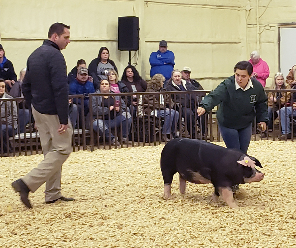 Students showing off their pig at an agricultural event