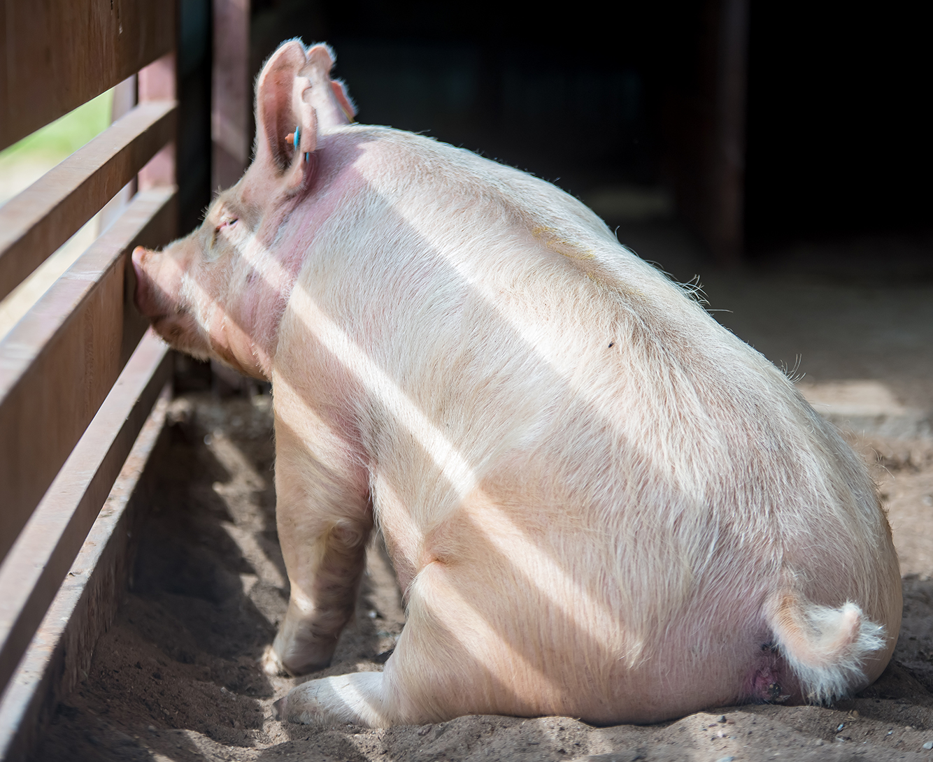 A pig in a barn