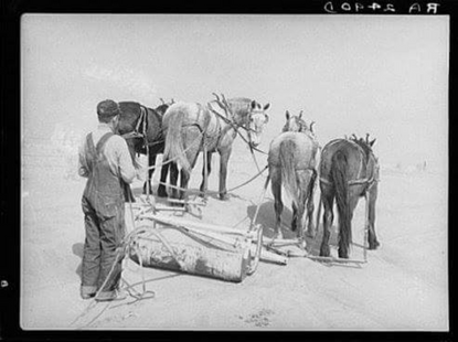 black and white image of man with horses 