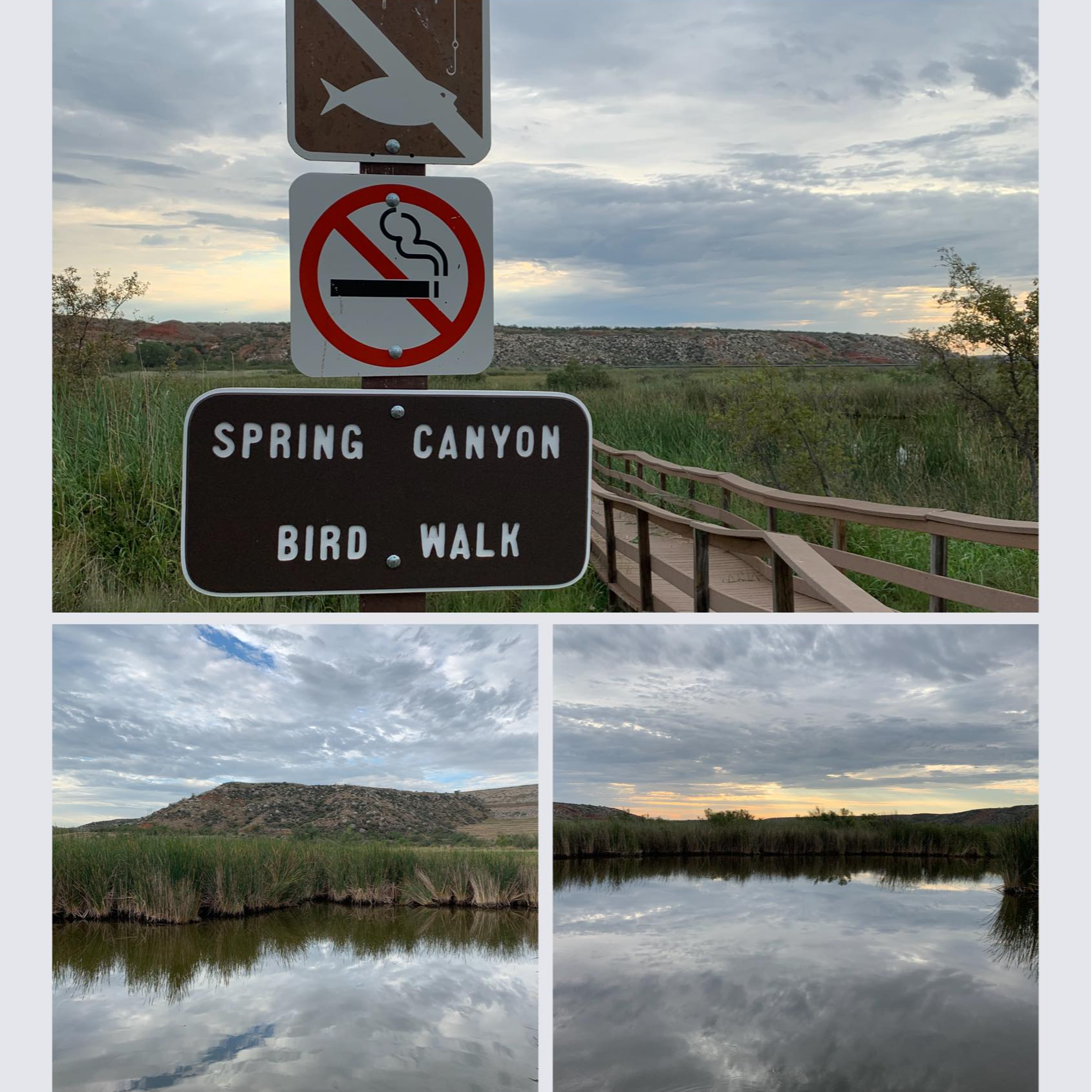 Spring Canyon Bird Walk