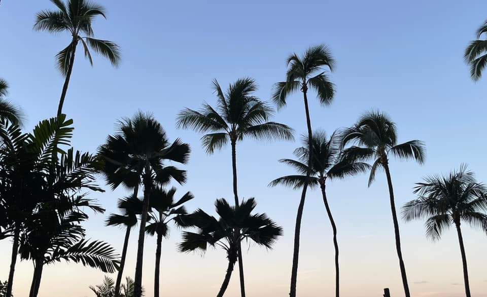 Photo of palm trees in Hawaii