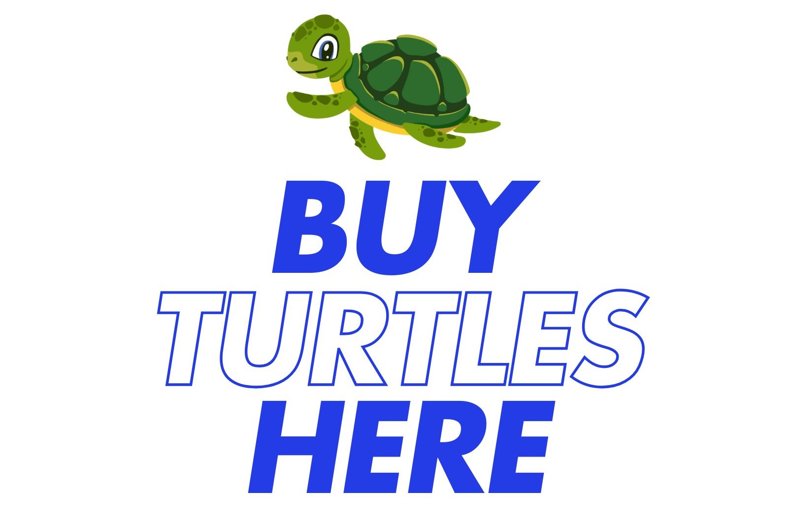 Buy Turtles Here