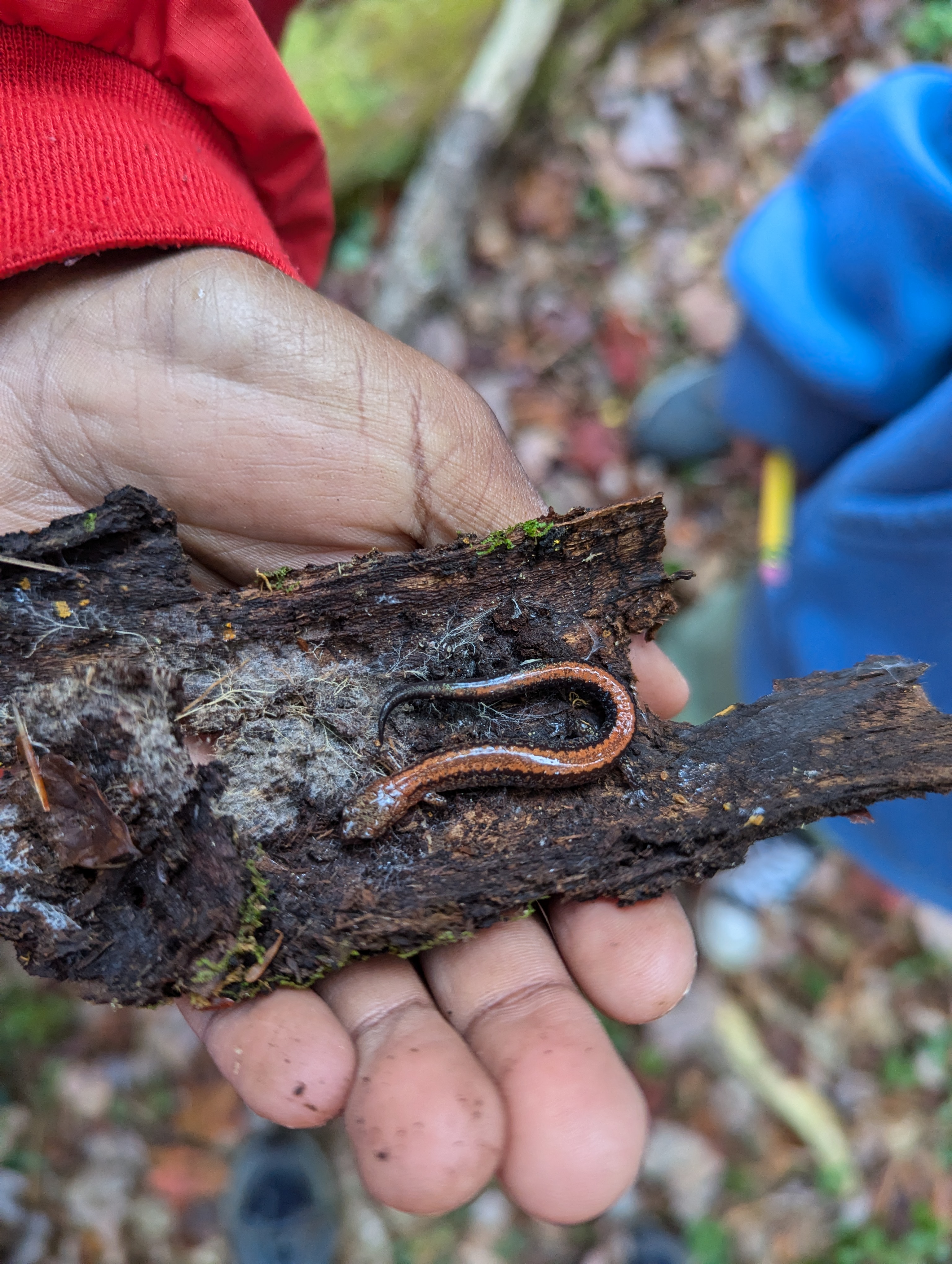 red-backed salamander