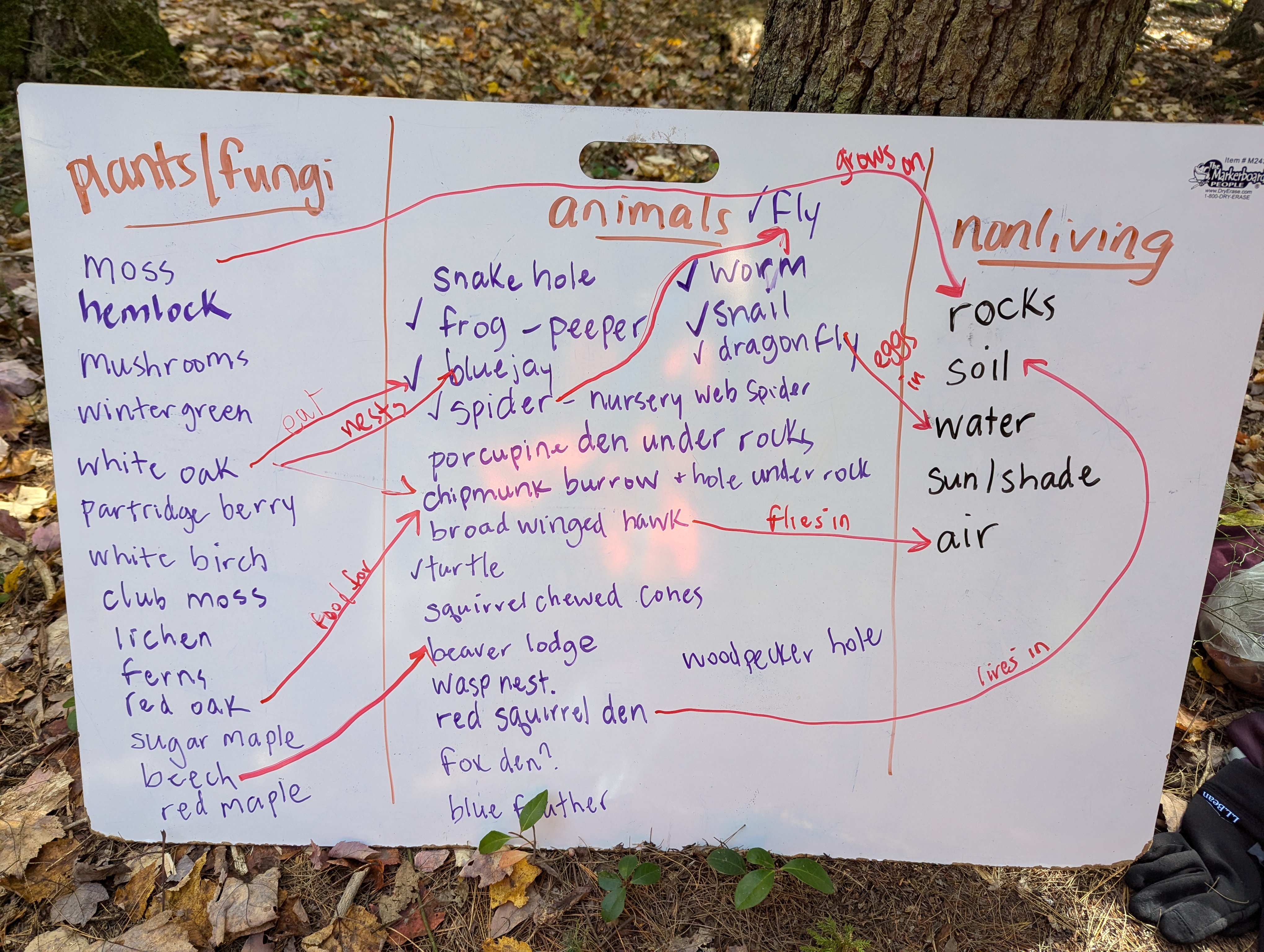 ecosystem model