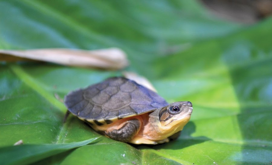 Turtle photo