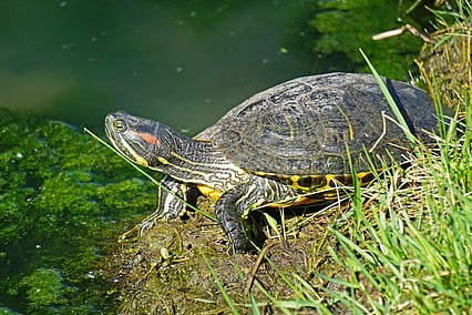 Turtle photo