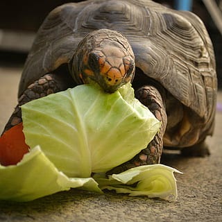 Golden Coin Turtle photo