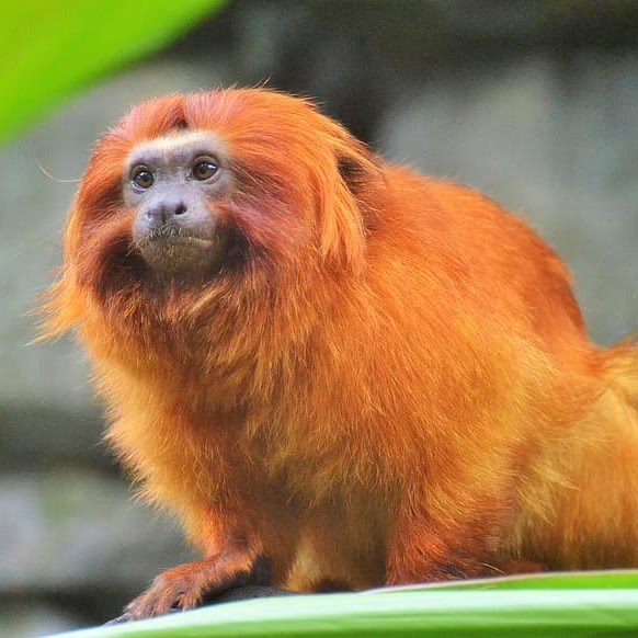 Golden Lion Tamarin photo