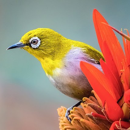 Indian White Eye photo
