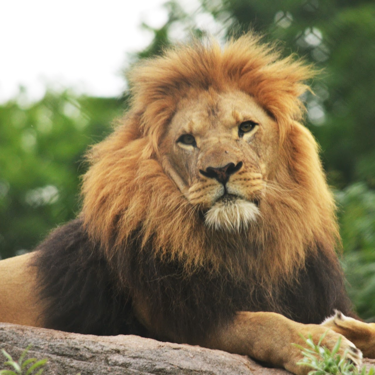 African Lion photo