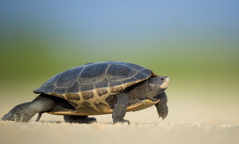 Turtle photo