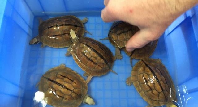 Turtles photos