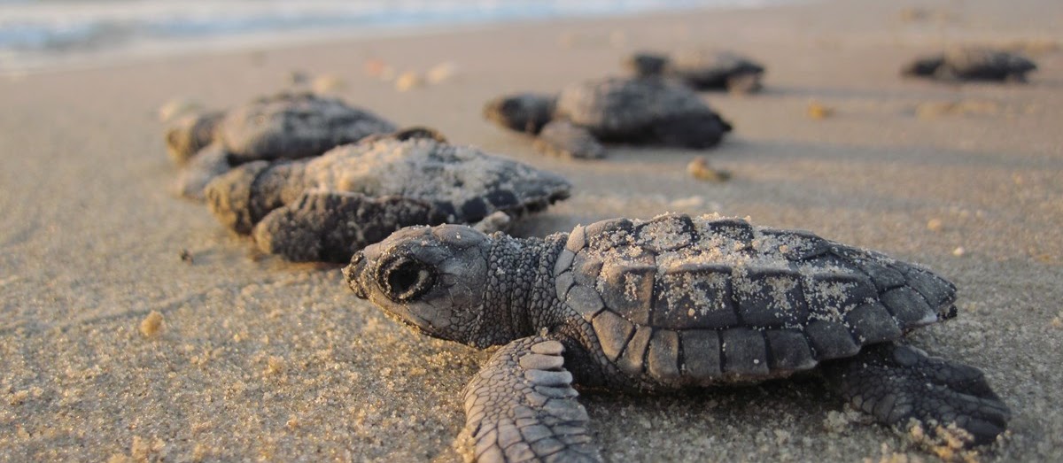 New Hatch turtles in the beach