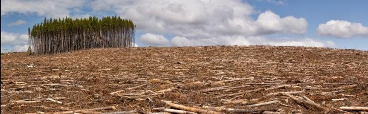 Deforestation info