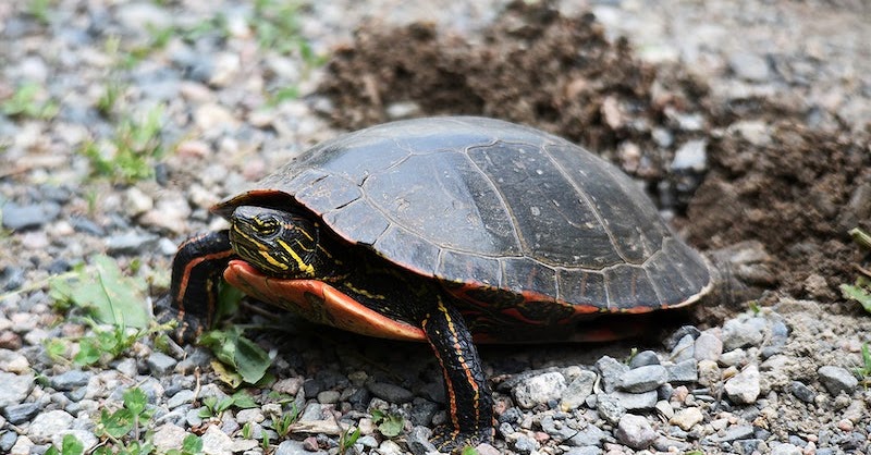 Turtle photos