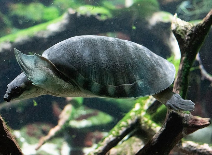 Turtle photo