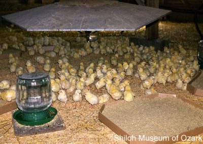 Chicks in a brooder room at Jeff D. Brown and Son Co., Springdale, January 1964. Earlene Brown Henry Collection (S-2006-129-45)