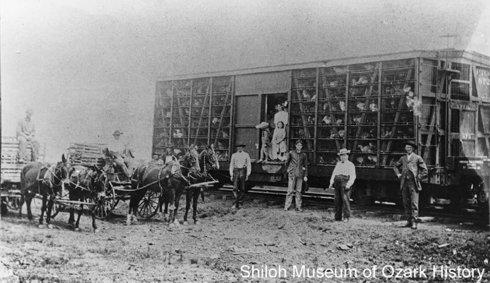 Shipping poultry to New York from Burt Snow Produce, Carroll County, 1910s. Carroll County Heritage Center Collection (S-85-14-17)