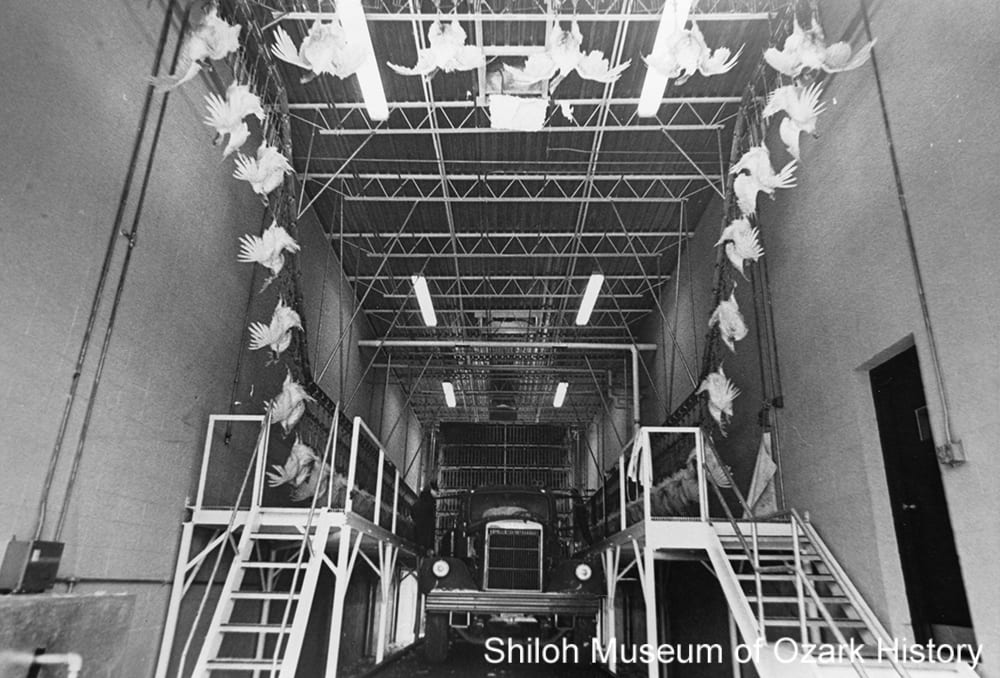 Live birds hung for processing at Swift Company, Huntsville, 1974. Beatrice Foods Collection (S-86-122-37)