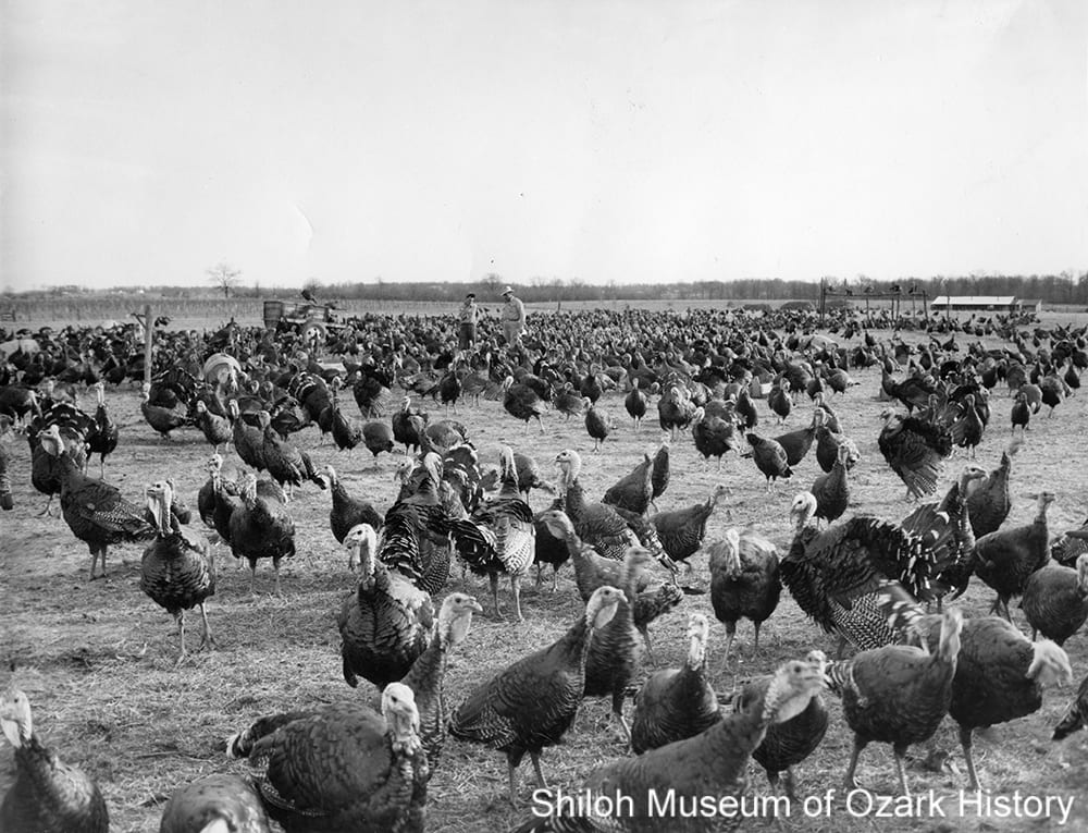 Turkey farm, near Springdale, 1960s. LeAnn Ritter Underwood Collection (S-2012-31-71)