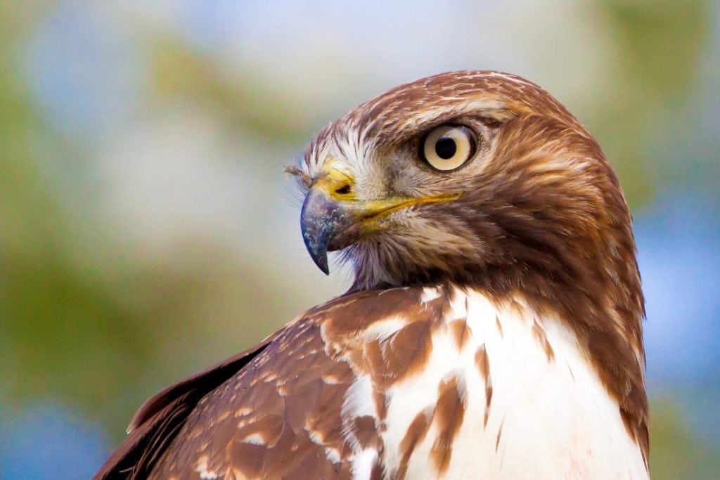 Photo of a red-tailed hawk