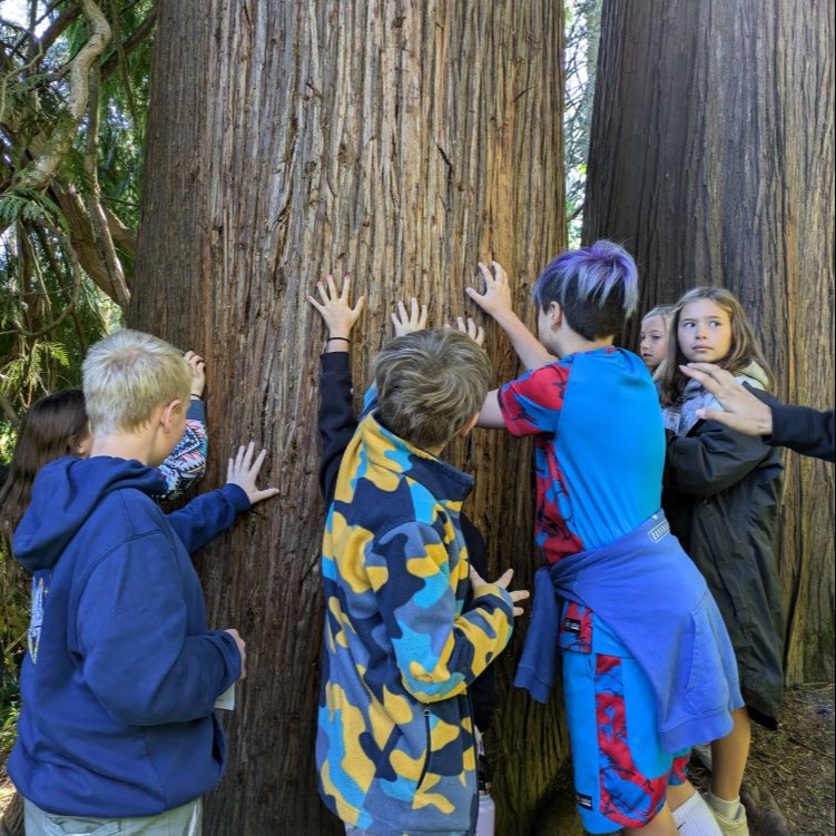 4th graders measure a large tree