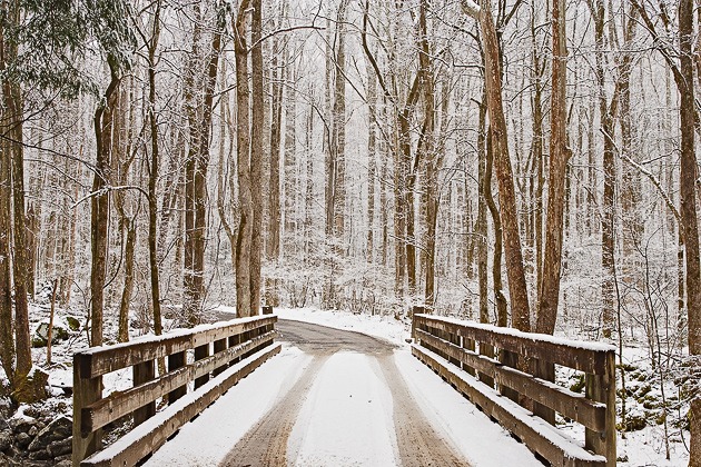 photograph with snowy bridge and tree