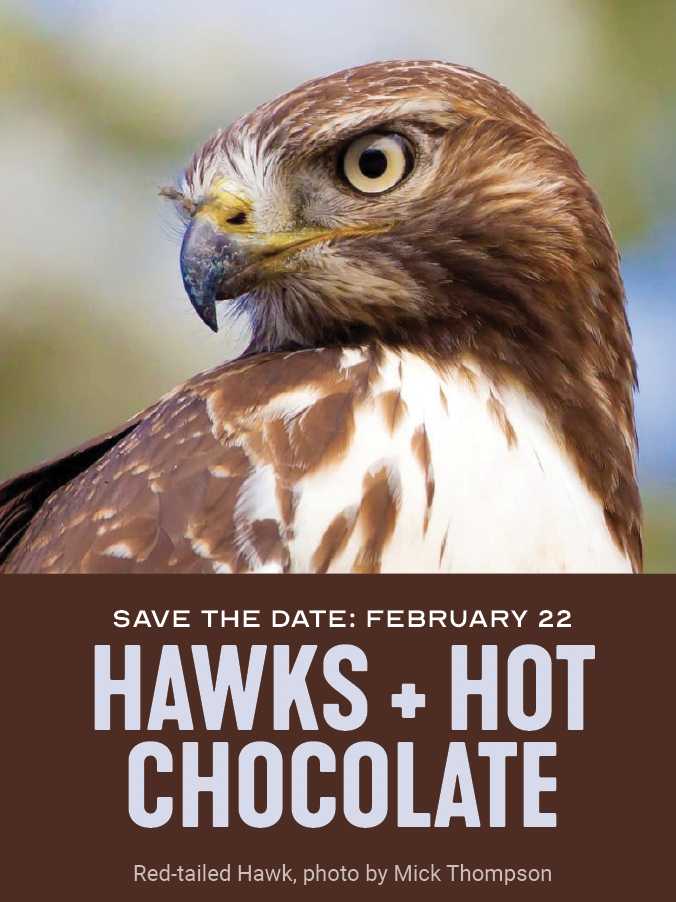 Photograph of a hawk at Topaz Farm