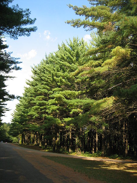 Pines 4