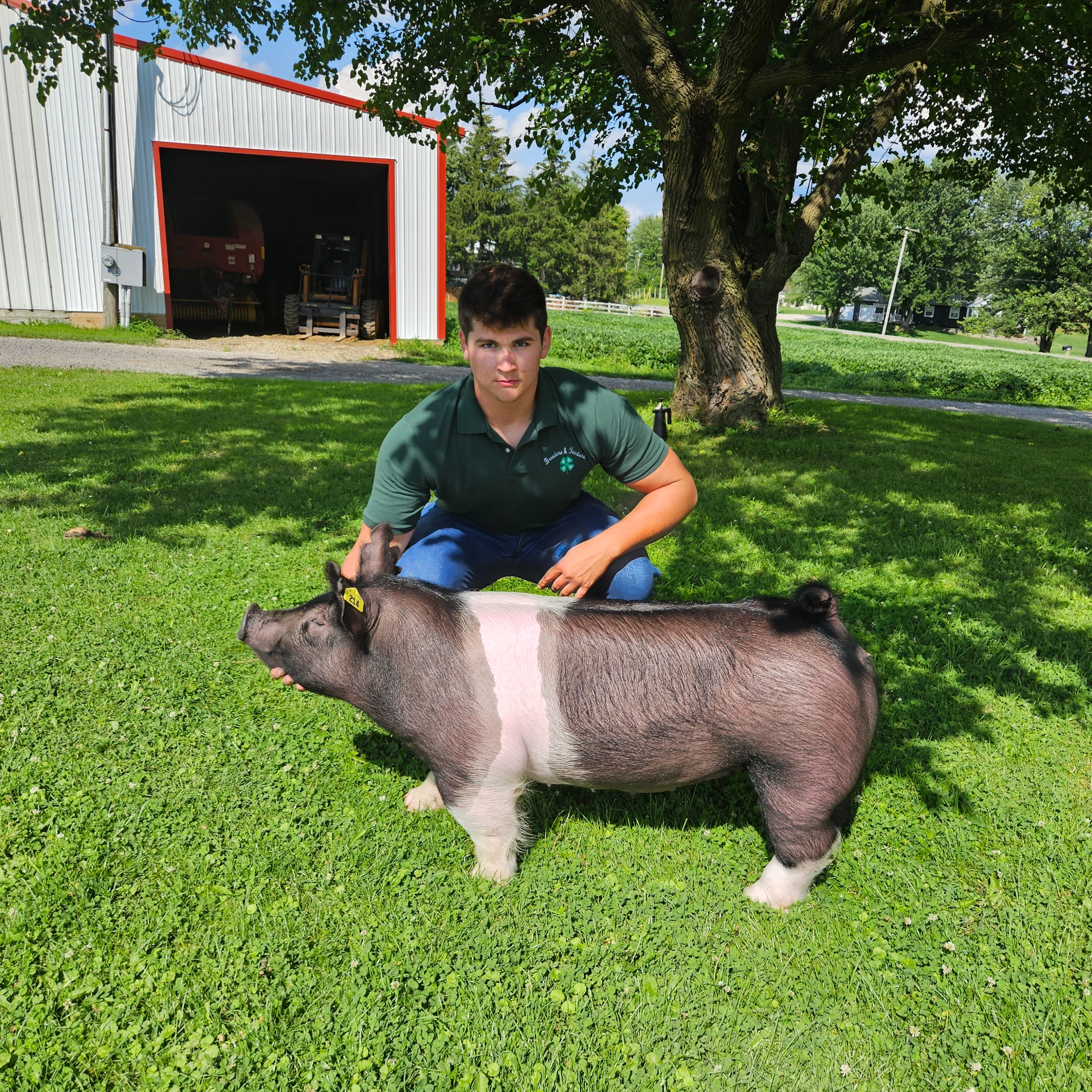 Max S. shows pigs at the Geauga County Fair. 