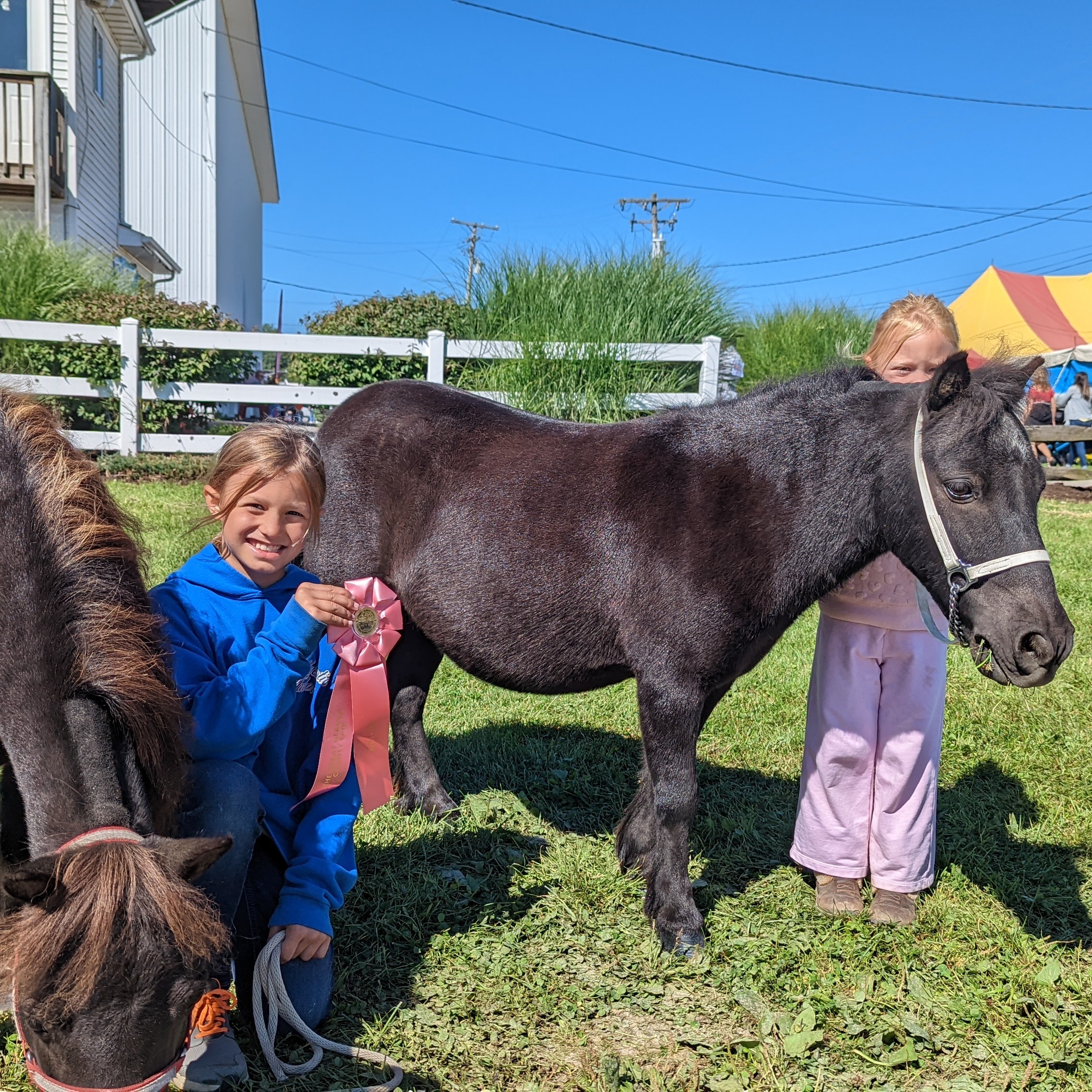 Ellie B. shows mini horses at the Geauga County Fair. 