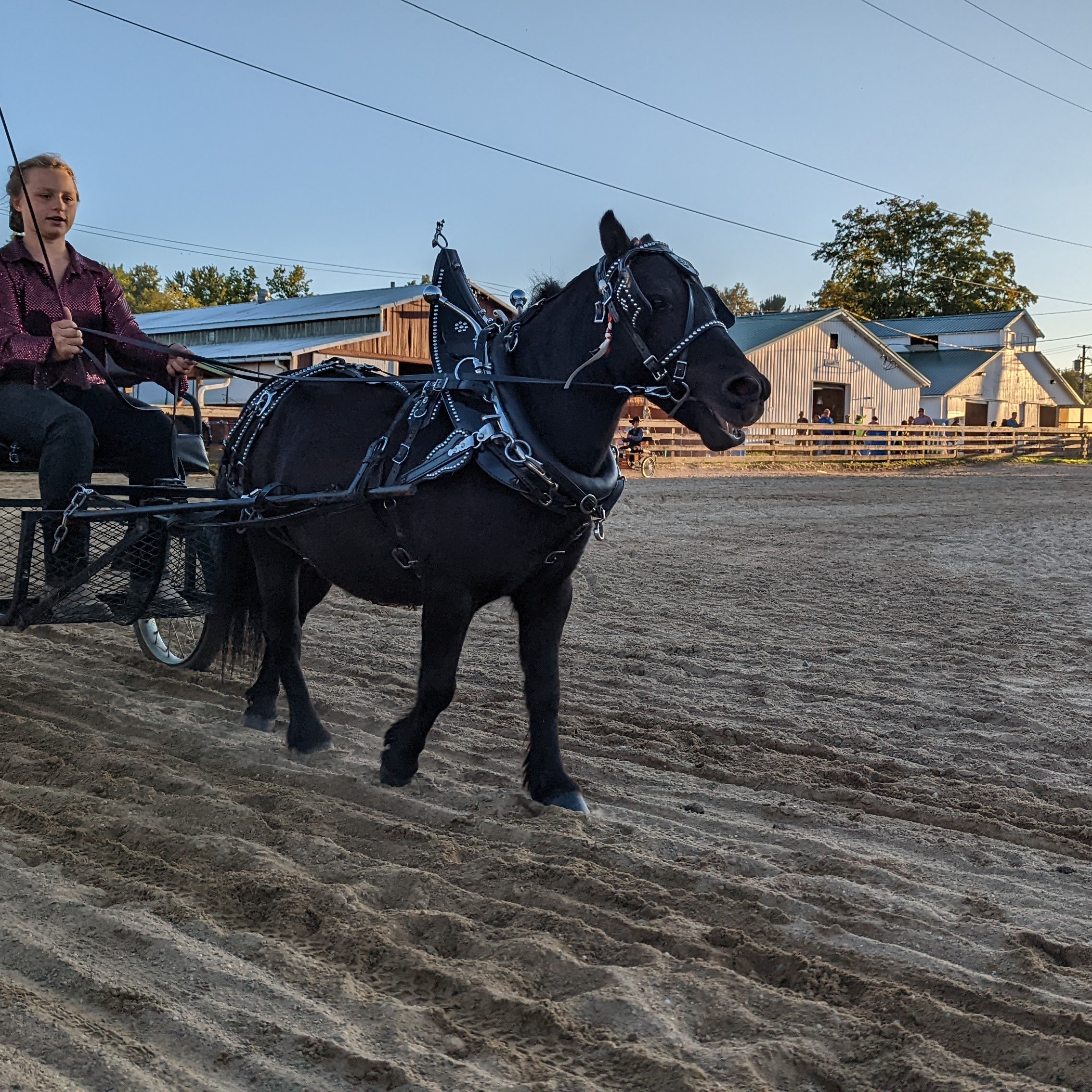 Ora B. shows horses at the Geauga County Fair. 