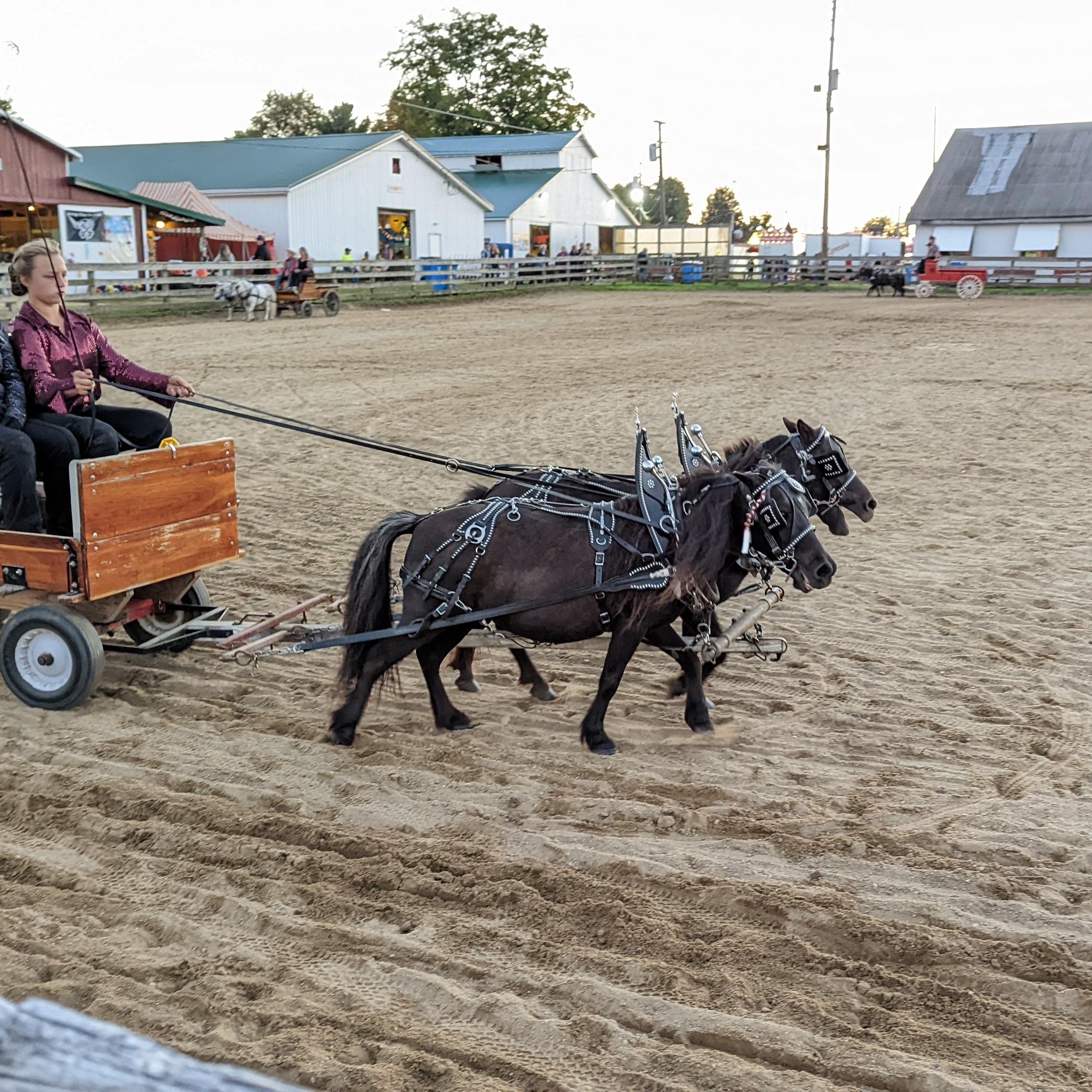 Ora B. shows horses at the Geauga County Fair. 