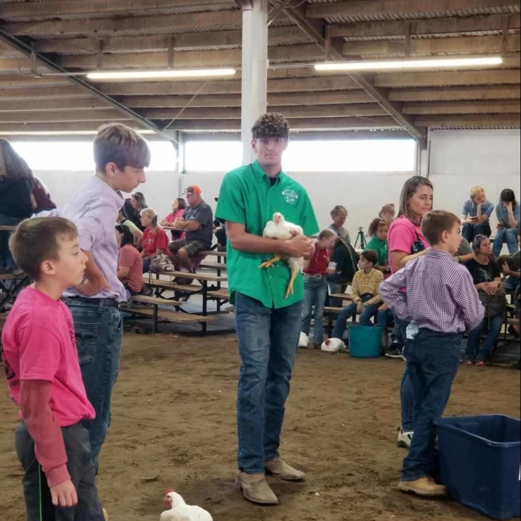 Matt C. shows chickens at the Geauga County Fair.