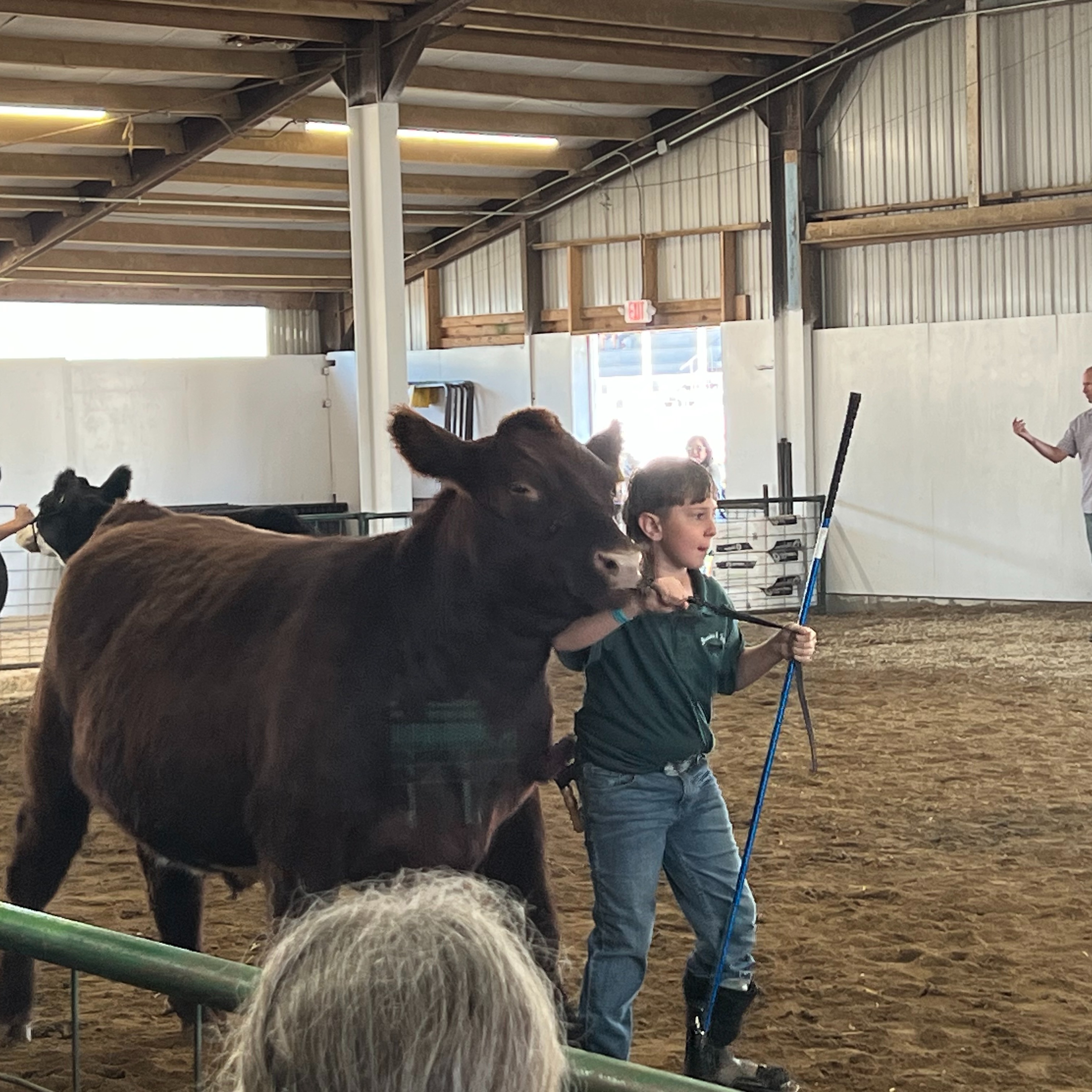 Seth R. shows cows at the Geauga County Fair. 