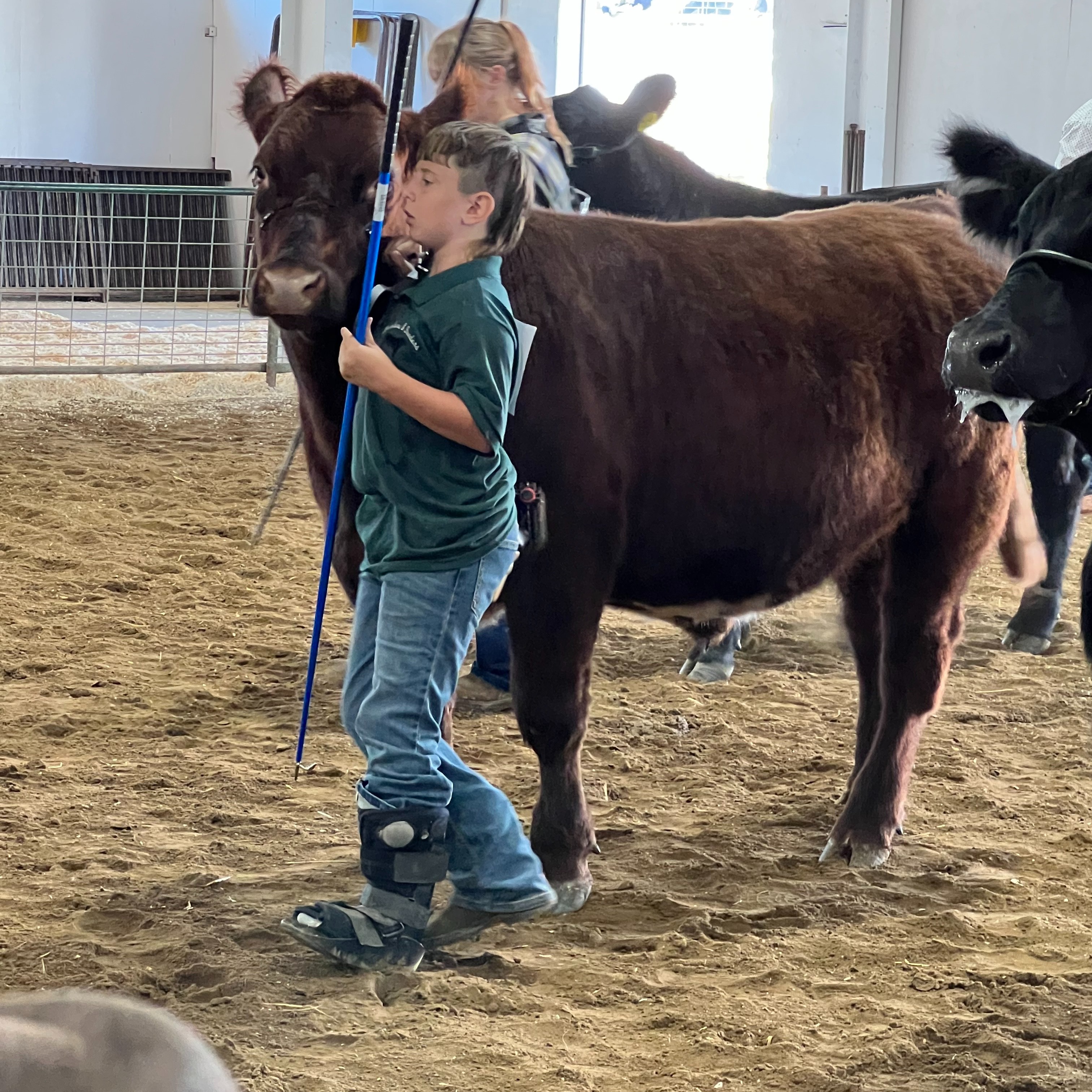 Seth R. shows cows at the Geauga County Fair. 