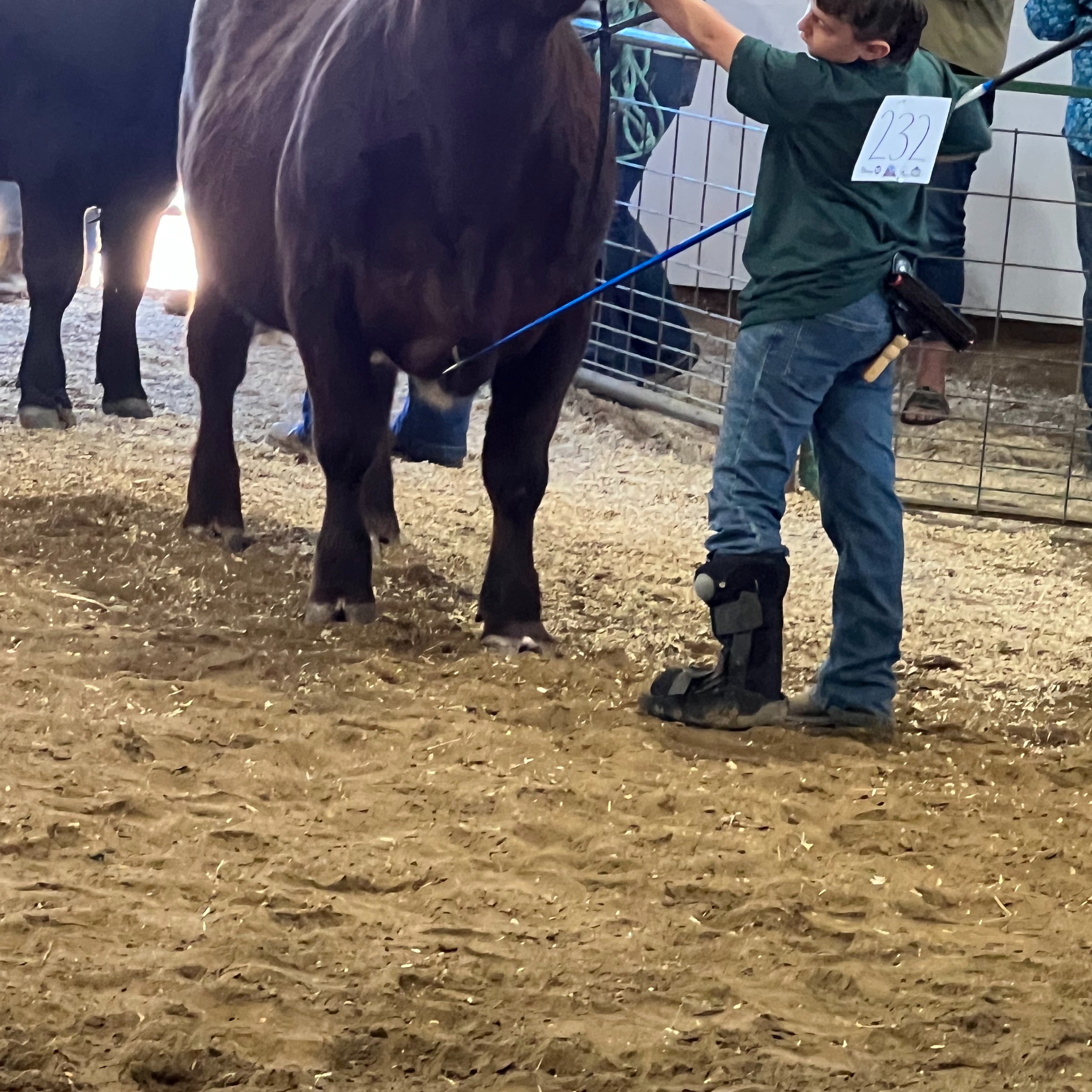 Seth R. shows cows at the Geauga County Fair. 