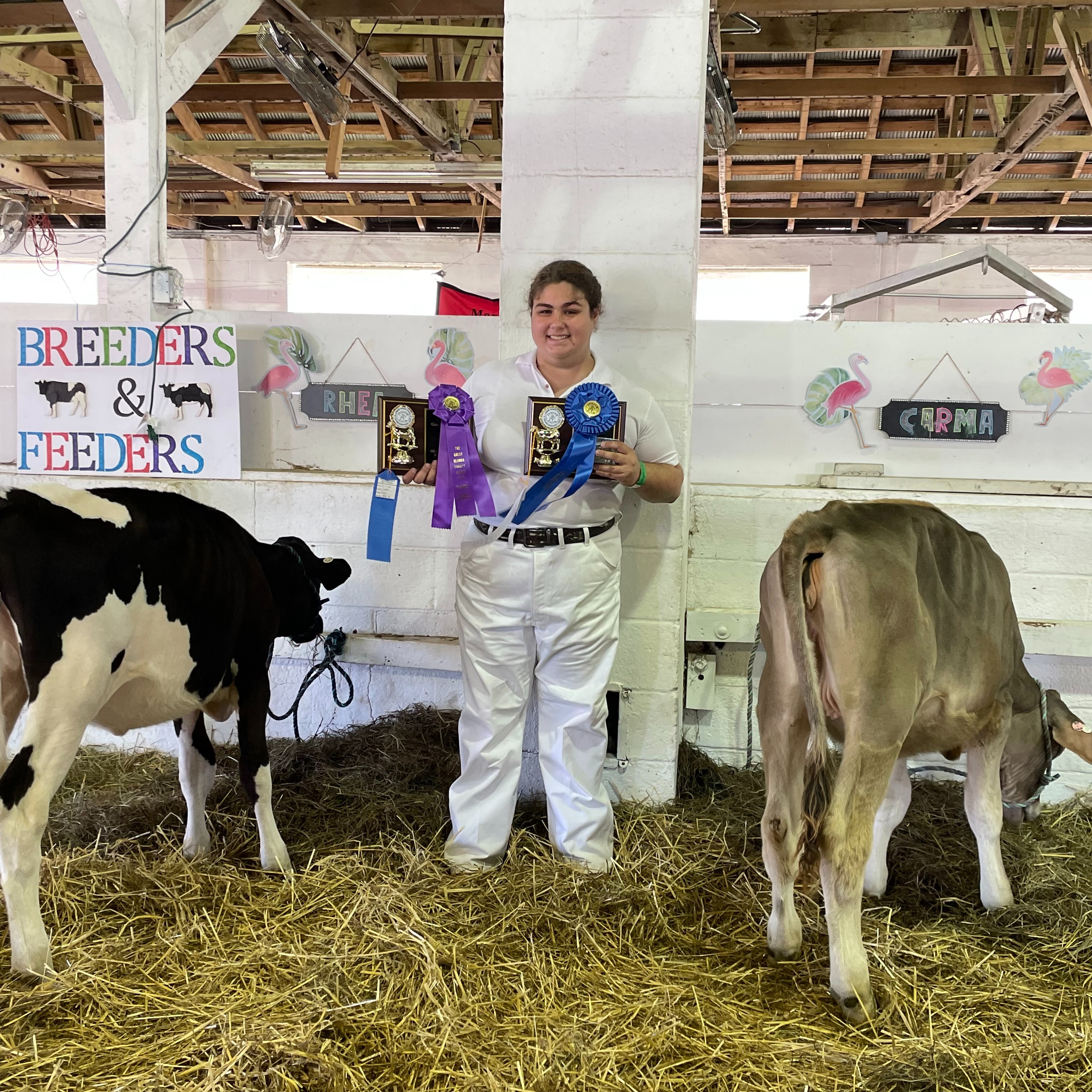 Allie B. shows dairy cows at the Geauga County Fair. 