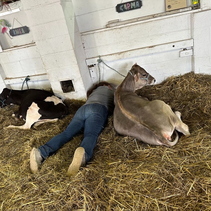 Allie B. shows dairy cows at the Geauga County Fair. 