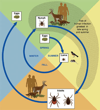 Lyme Disease