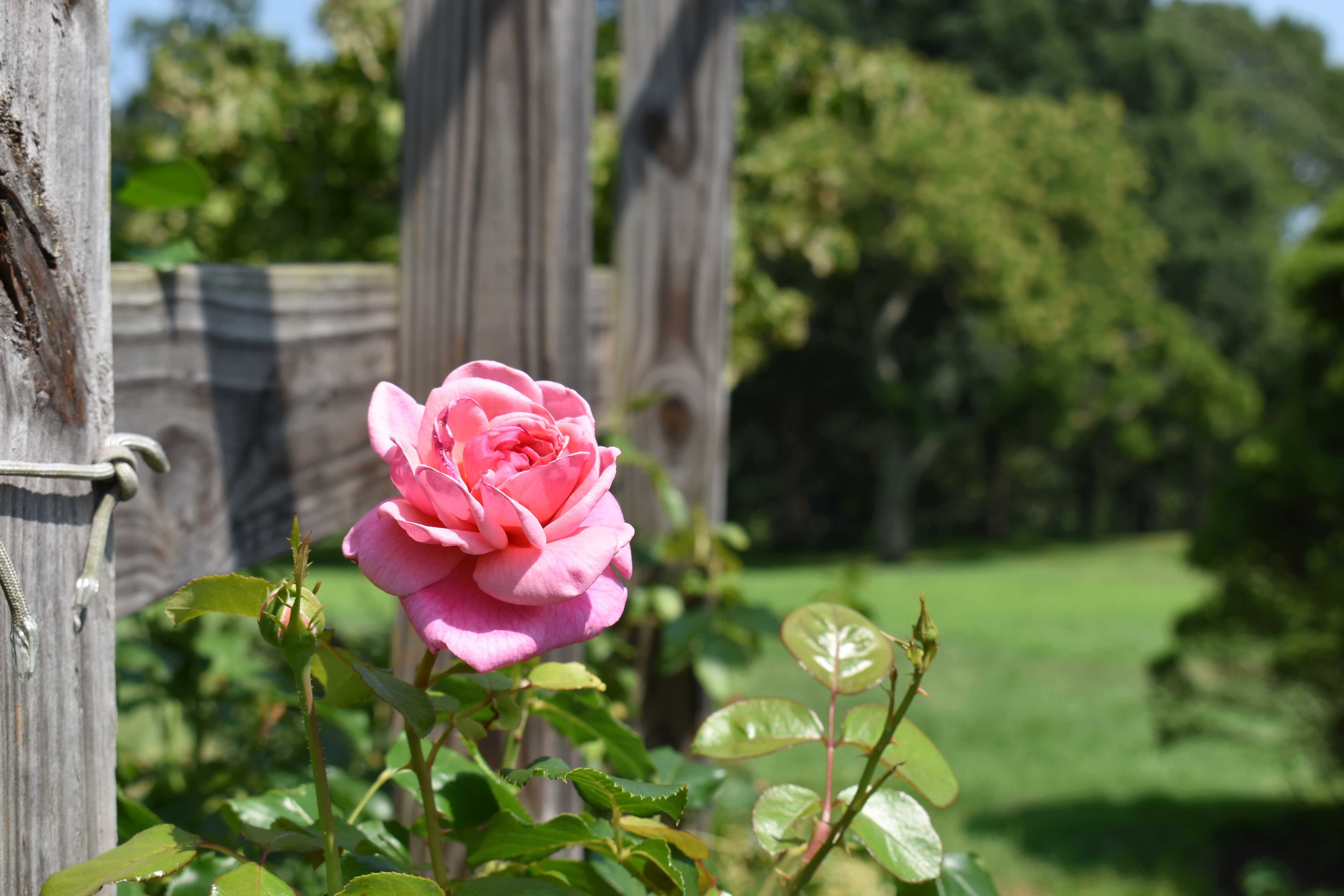 Boothe Park Rose