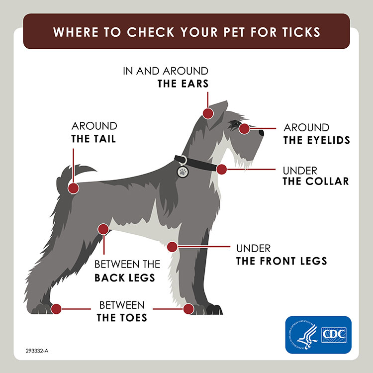 Where to check for ticks on pets