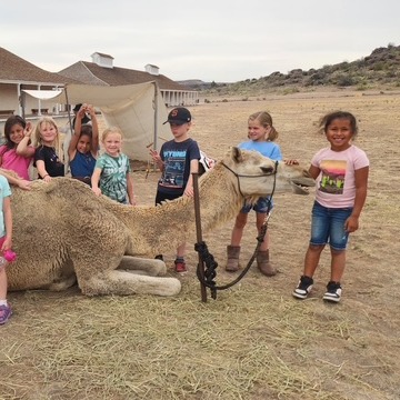 Camels