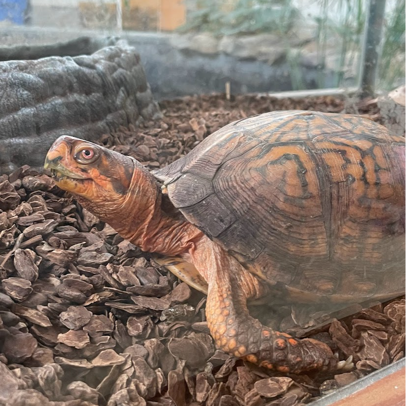 box turtle at esm 