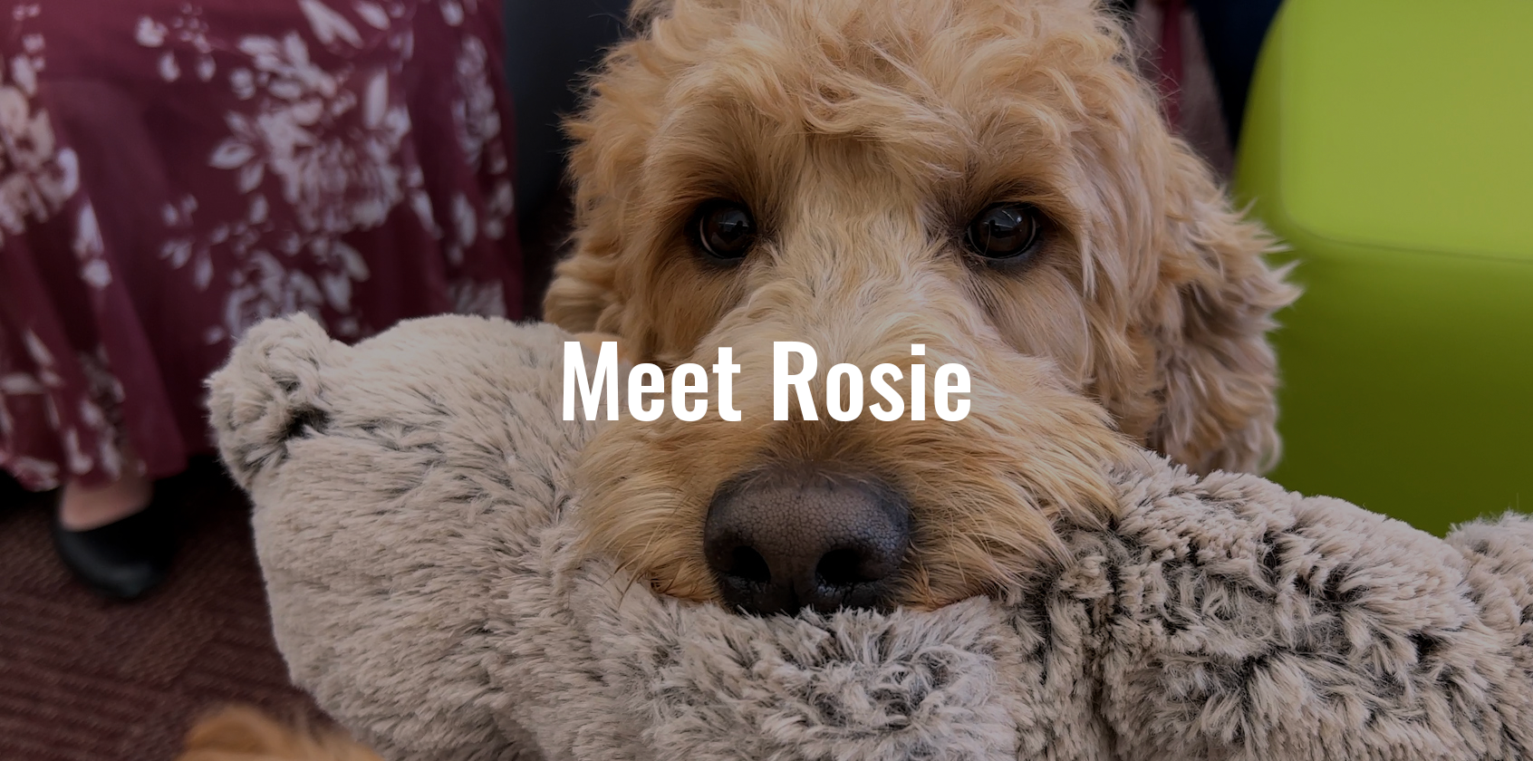 A therapy dog holding a toy in its mouth